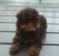 Mini Poodle