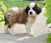 Saint Bernard