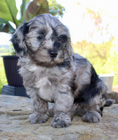 Cavapoo