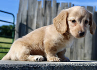 Mini Dachshund