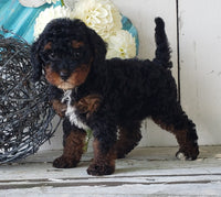 Cavapoo