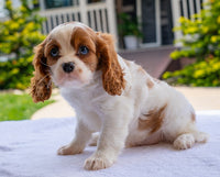 Cavalier