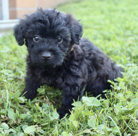Yorkipoo