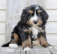 Bernedoodle