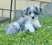 Mini Aussiepoo