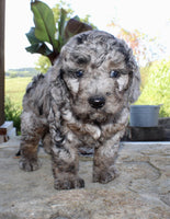 Cavapoo