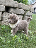 Newfoundland