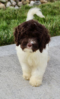 Cockapoo