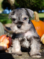Echo Male AKC Mini Schnauzer $999