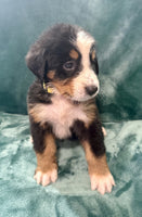 Bernese Mountain Dog