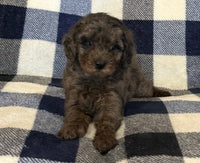  Mini Poodle