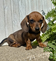 Mini Dachshund