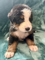 Bernese Mountain Dog