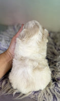 Schnoodle
