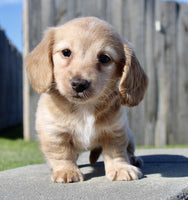 Mini Dachshund