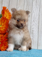 Pomeranian