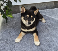  Shiba Inu