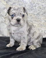 French Bulldog 