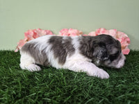 Mini Poodle