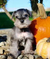 Echo Male AKC Mini Schnauzer $999