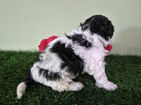 Mini Poodle