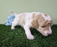 Mini Poodle