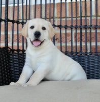 Labrador Retriever
