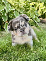  Fluffy French Bulldog