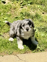 Mini Aussiepoo