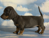 Mini Dachshund