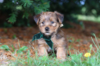 Morkie