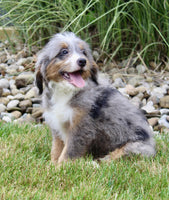 Mini Bernedoodle