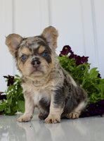 Fluffy French Bulldog
