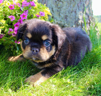  Fluffy French Bulldog