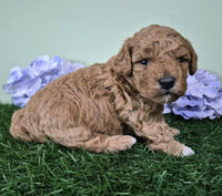 Mini Poodle