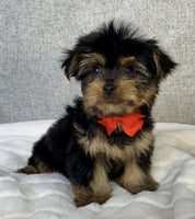 Yorkshire Terrier