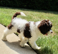 Cockapoo