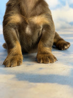 Mini Dachshund