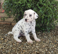 Dalmatian