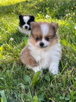Pomeranian