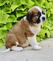 Saint Bernard