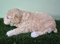 Mini Poodle