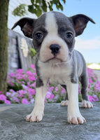 Boston Terrier