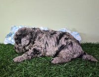 Mini Poodle