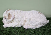 Mini Poodle