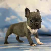 Frenchton