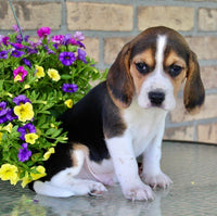 Beagle