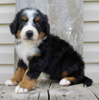 Bernedoodle