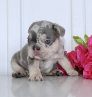 French Bulldog