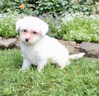 Bichpoo